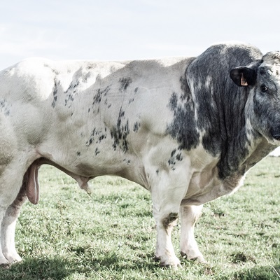 Mastered by Frederik Dejongh at Jerboa Mastering